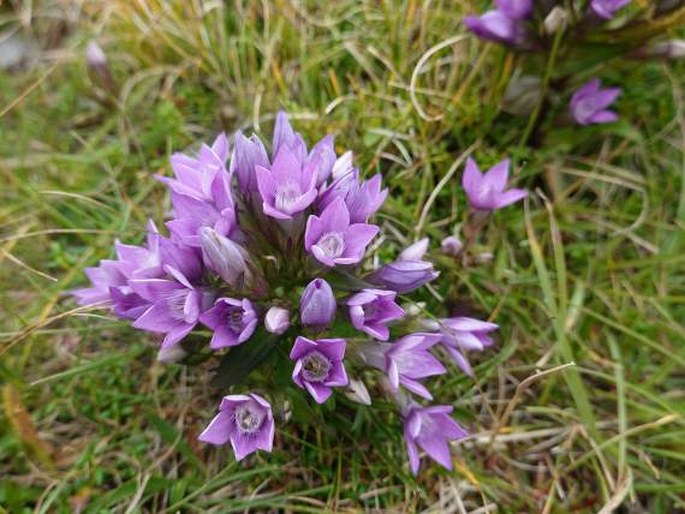 Gentianella - Rakousko