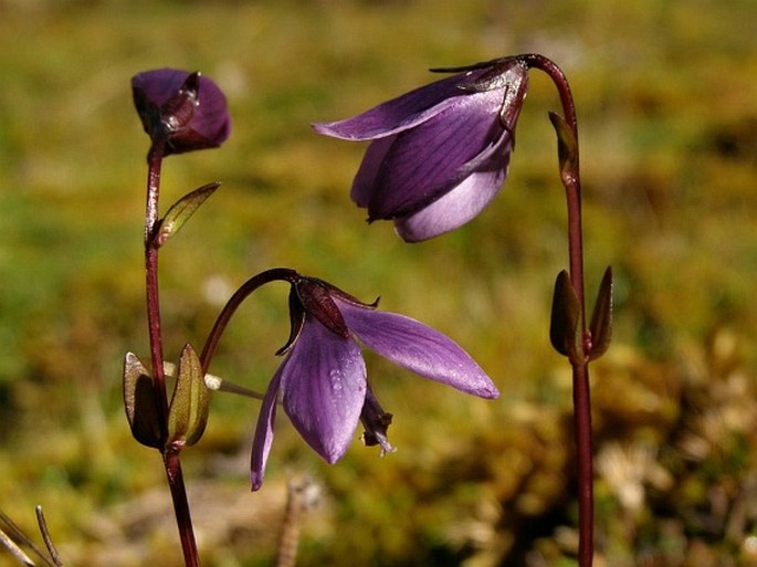 GENTIANELLA RAPUNCULOIDES (Willd. ex Schult.) J. S. Pringle - hořeček / horček