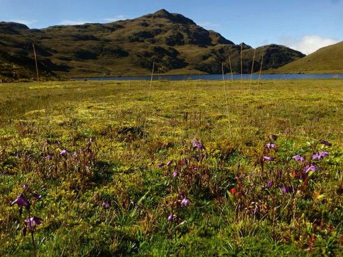 Gentianella rapunculoides