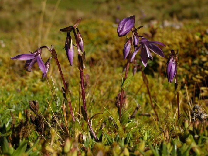 Gentianella rapunculoides