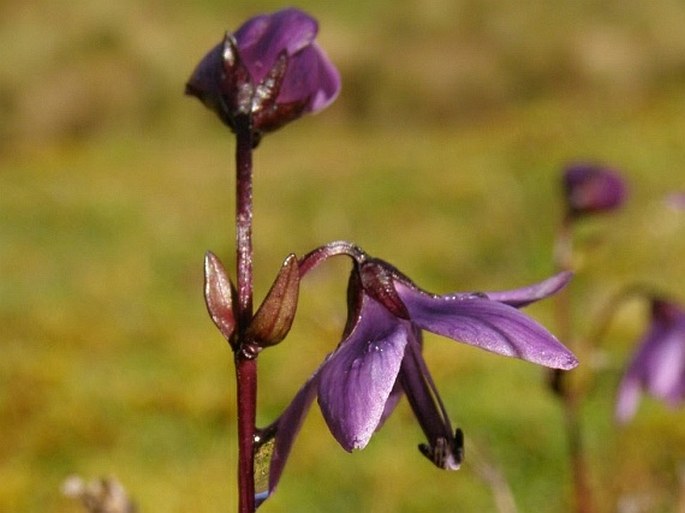 Gentianella rapunculoides