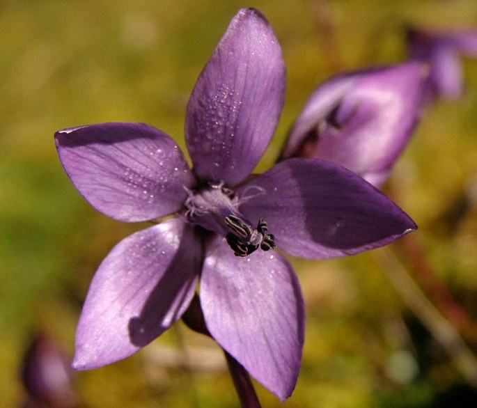 Gentianella rapunculoides