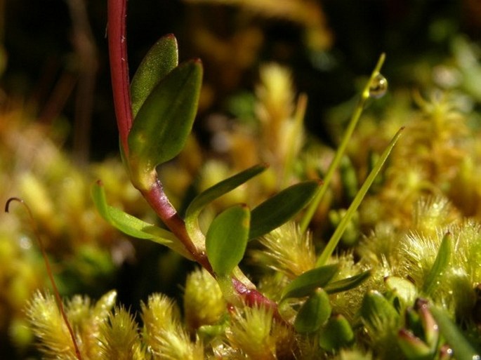 Gentianella rapunculoides