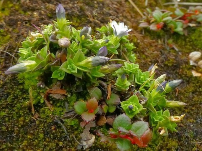 Gentiana sumatrana