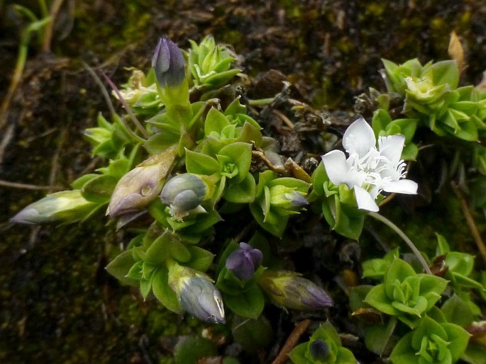 Gentiana sumatrana