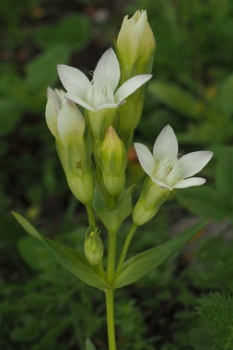 Gentianella lutescens subsp. tatrae