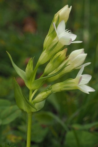 Gentianella lutescens subsp. tatrae