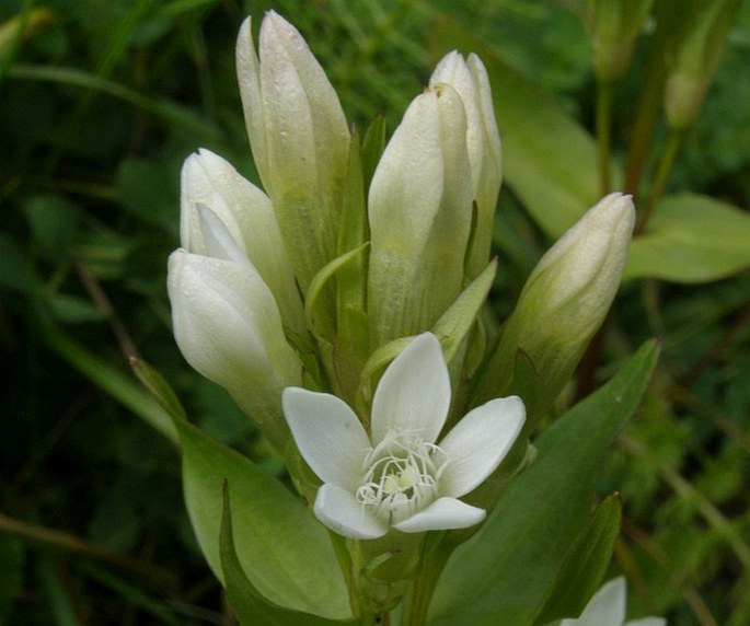 GENTIANELLA LUTESCENS subsp. TATRAE (Ronniger) Holub – hořeček žlutavý tatranský / horček žltkavý tatranský