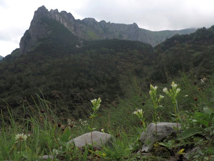 Gentianella lutescens subsp. tatrae