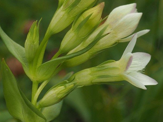 Gentianella lutescens subsp. tatrae