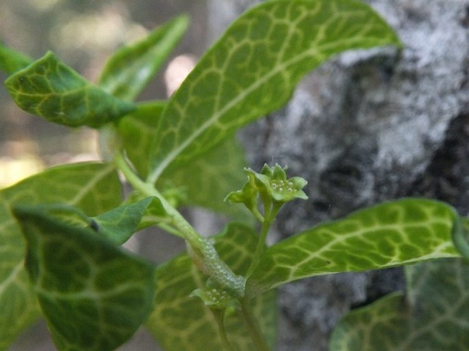 Geocaulon lividum