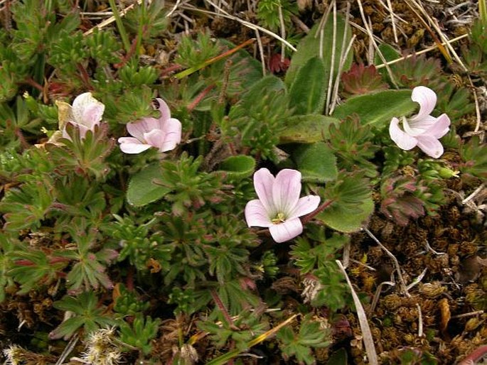 Geranium multipartitum