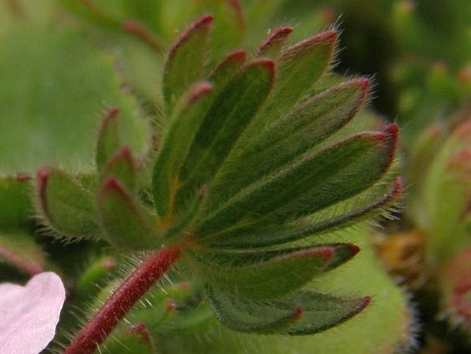 Geranium multipartitum