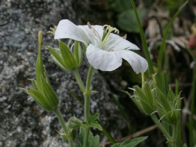 Geranium sylvaticum f. albiflorum
