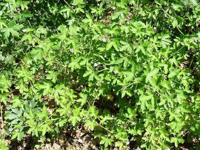 Geranium divaricatum