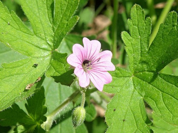 Geranium divaricatum