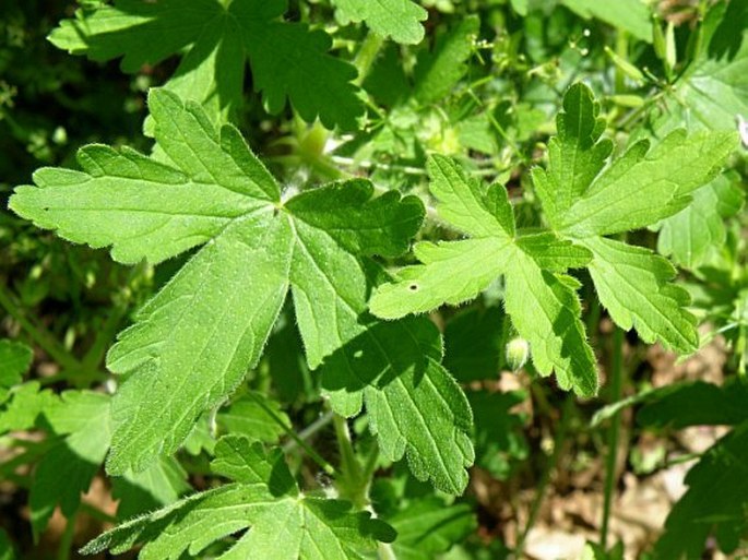 Geranium divaricatum