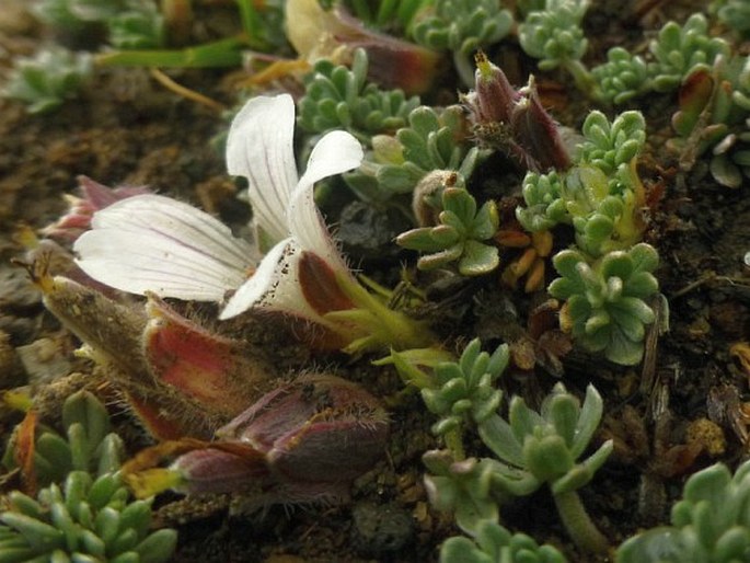 Geranium ecuadoriense