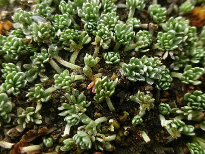 Geranium ecuadoriense