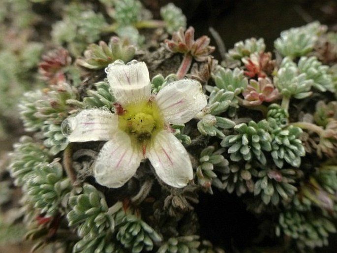 Geranium ecuadoriense