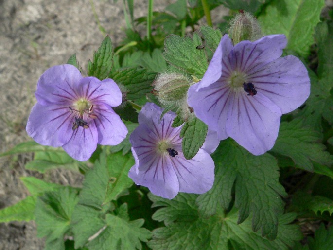 Geranium erianthum