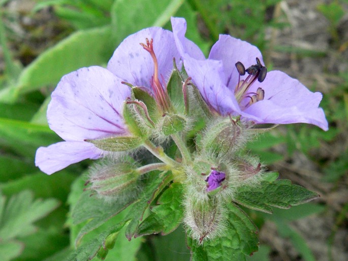 Geranium erianthum