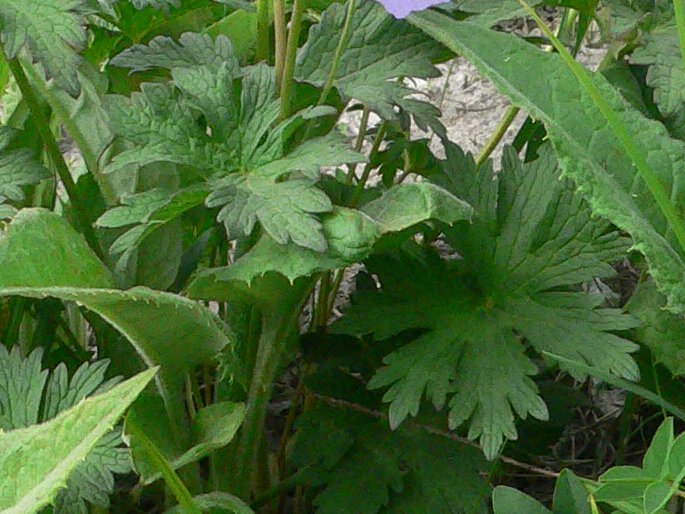 Geranium erianthum