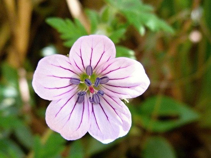 Geranium guatemalense