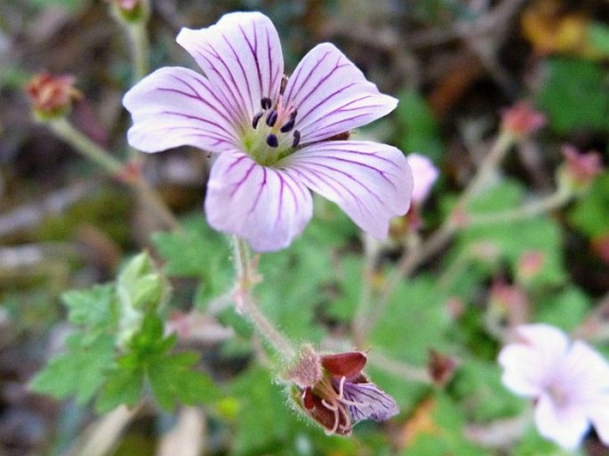 Geranium guatemalense