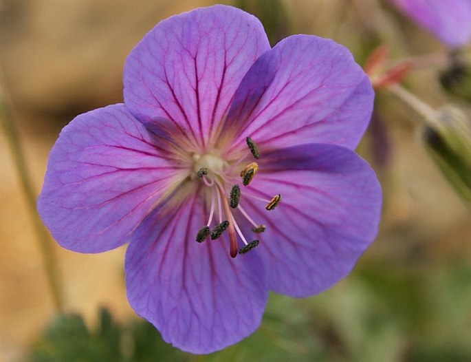 Geranium himalayense