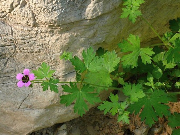 Geranium mascatense