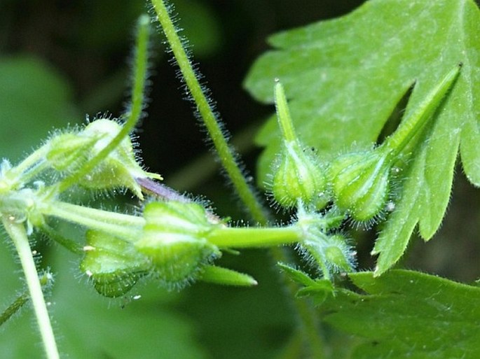 Geranium mascatense