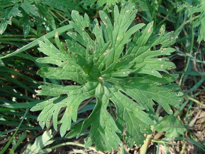 Geranium pratense f. albiflorum