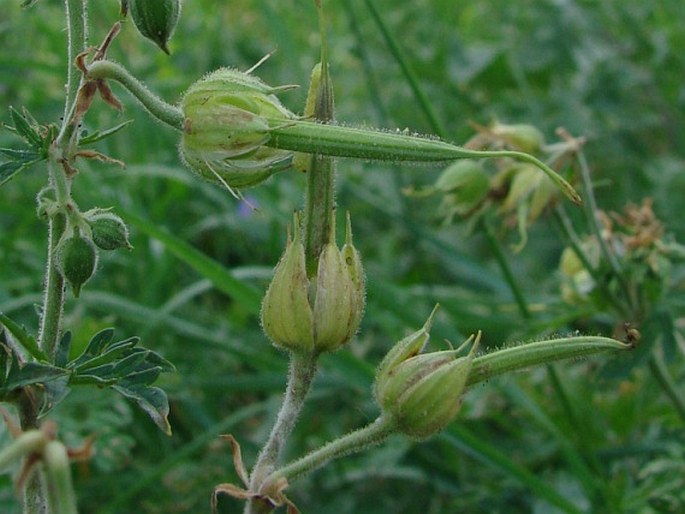 Geranium pratense f. albiflorum