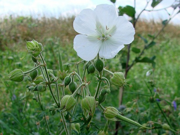 Geranium pratense f. albiflorum