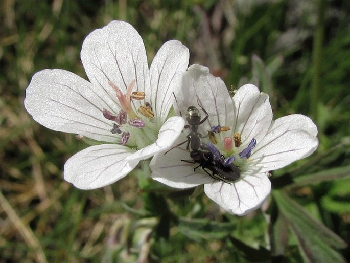 Geranium rivulare