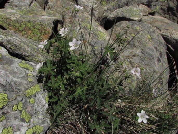 Geranium rivulare