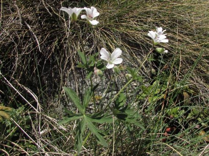 Geranium rivulare