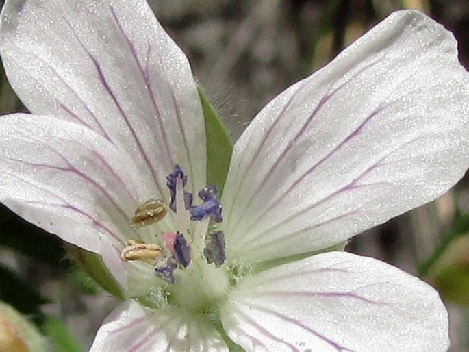 Geranium rivulare