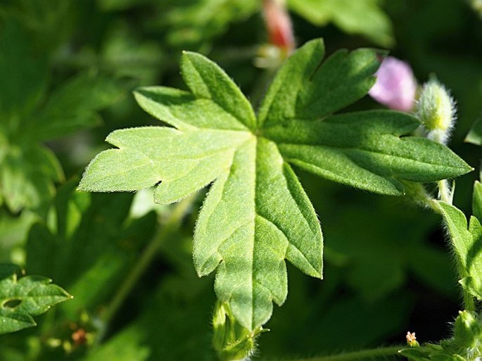 Geranium sibiricum