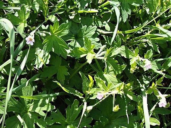 Geranium sibiricum