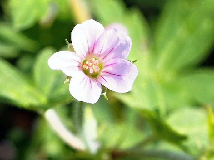 Geranium sibiricum