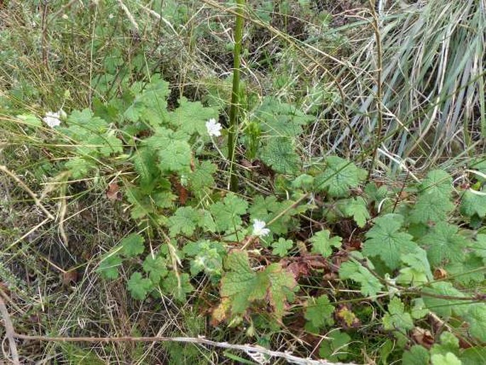 Geranium wakkerstroomianum