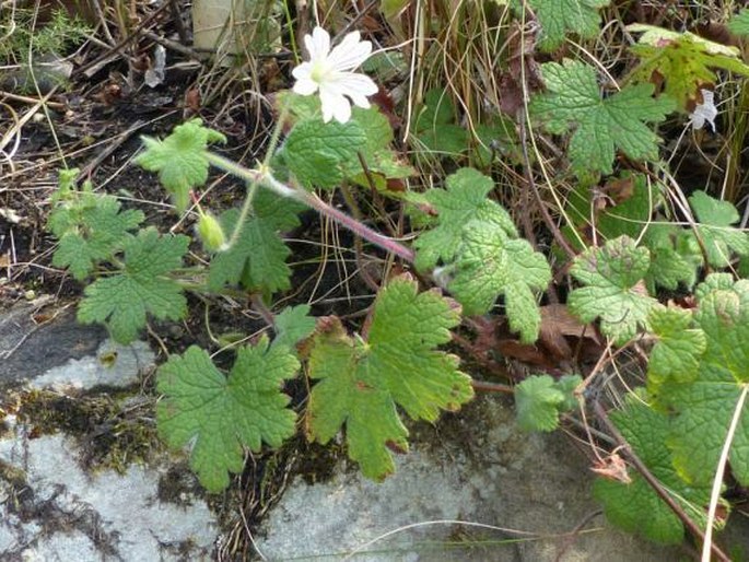 Geranium wakkerstroomianum