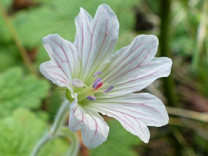 Geranium wakkerstroomianum