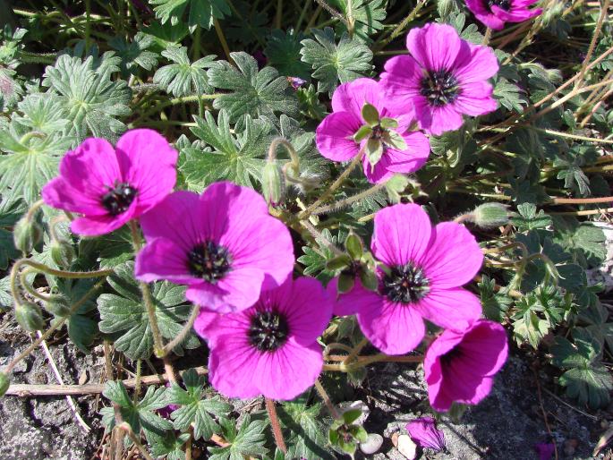 Geranium subcaulescens