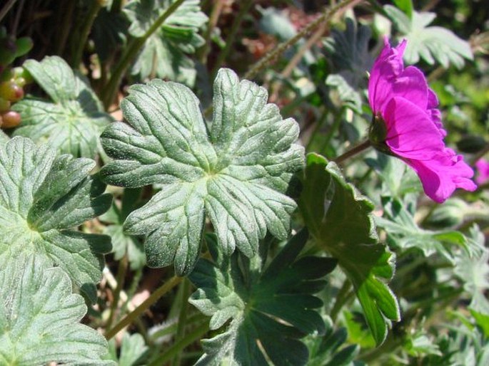 Geranium subcaulescens