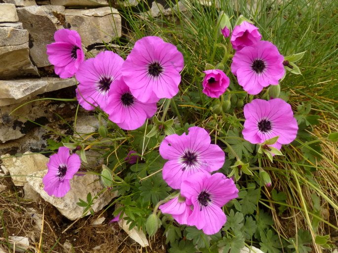 Geranium subcaulescens