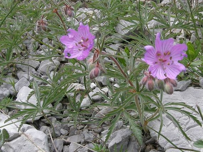 Geranium tuberosum