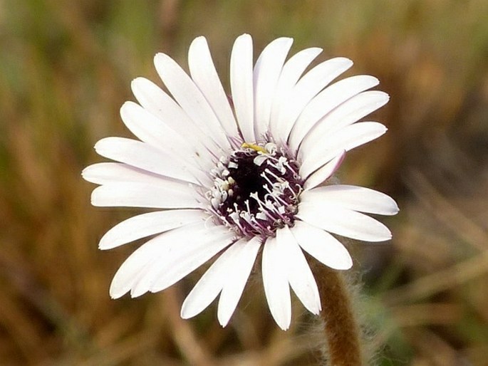 GERBERA AMBIGUA (Cass.) Sch. Bip.